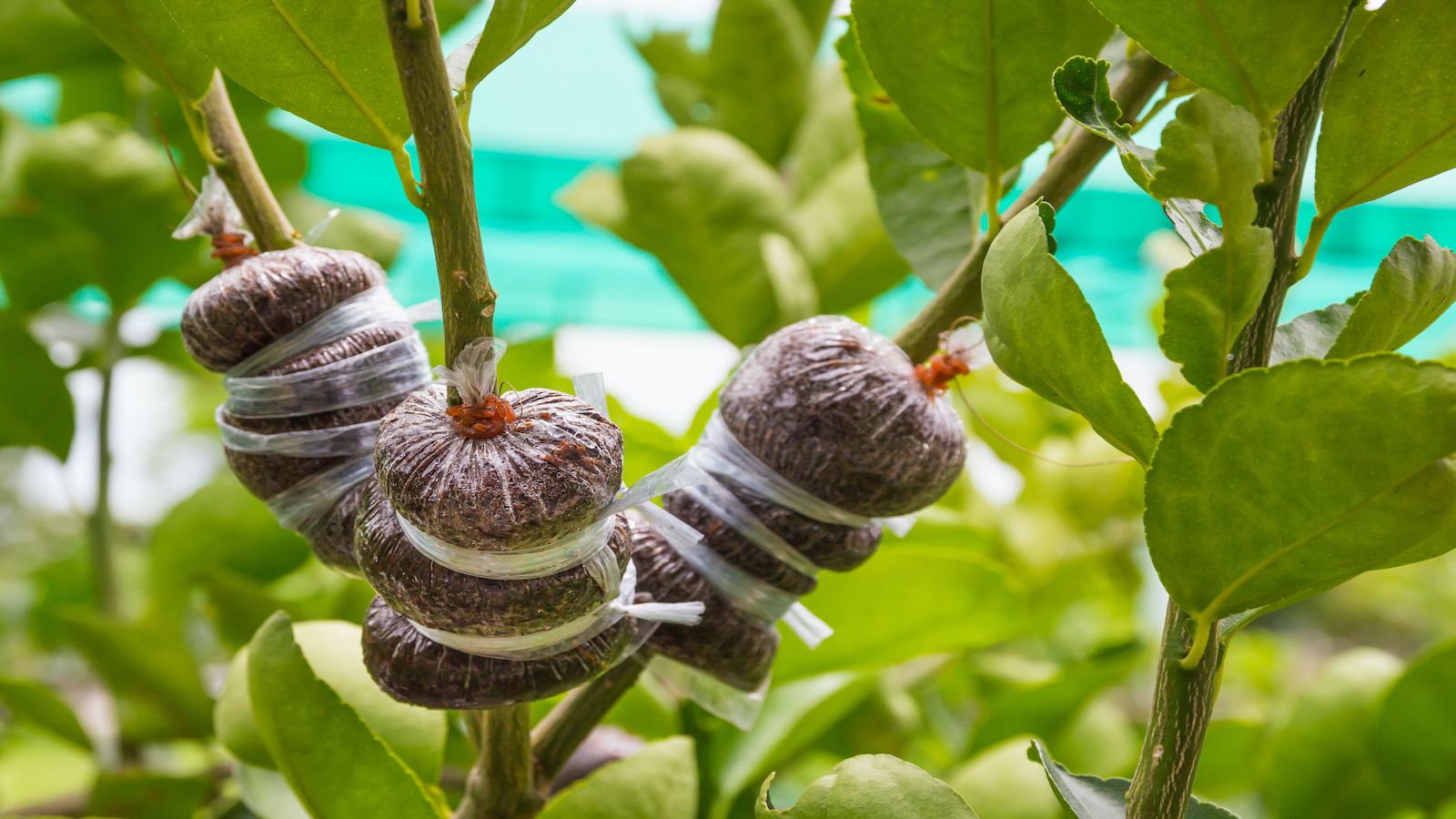 Air Layering: For Large Plants