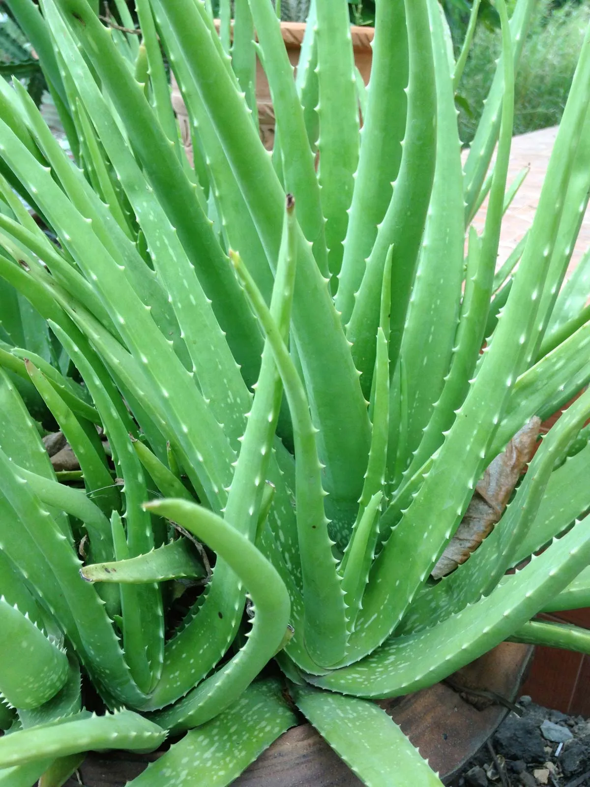 Aloe Vera: The Healer Plant