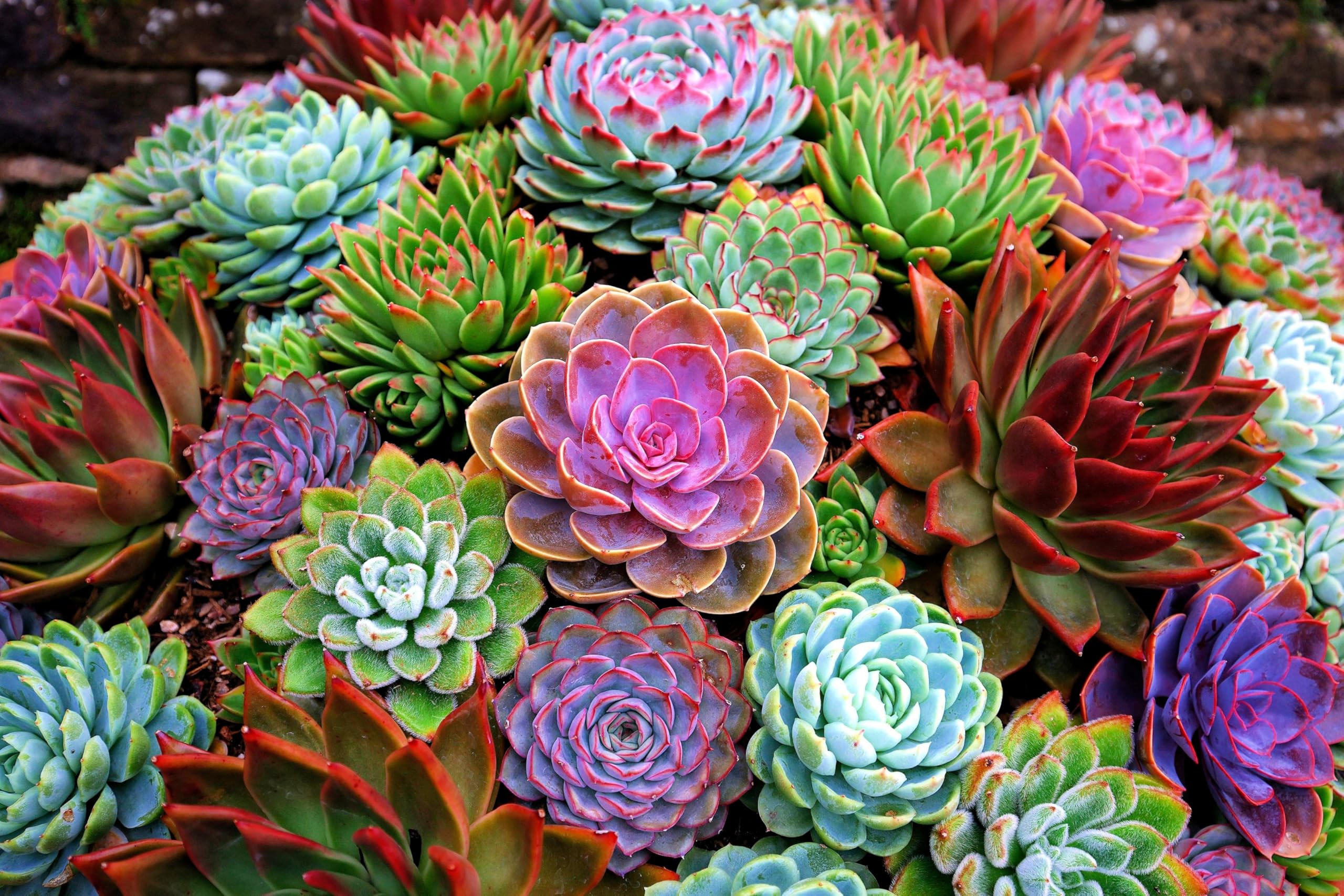 Echeveria: The Rose of the Desert
