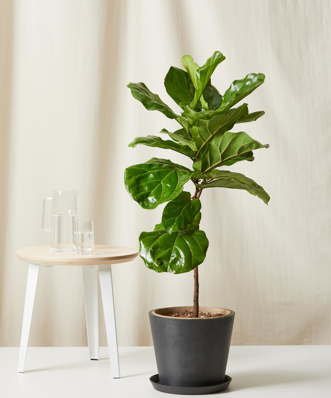 Fiddle Leaf Fig: Caring for the Diva