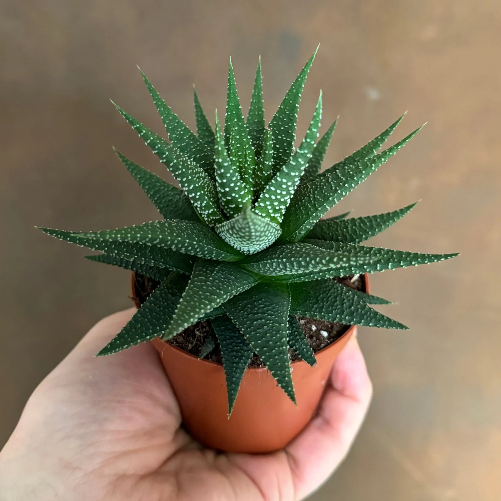 Haworthia: The Striped Zebra