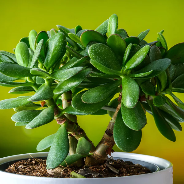 Jade Plant: The Money Tree