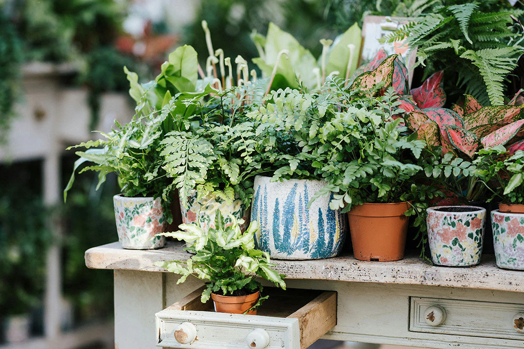 Repotting 101: When and How